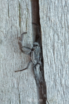 Flatterned jumping spider (Holoplatys sp)