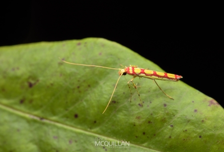 Macarostola miniella