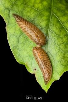 leaf veined slugs mating