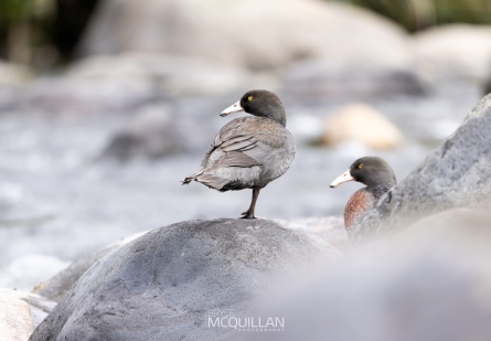 _MG_4632-CR3_E | Blue Duck | Whio