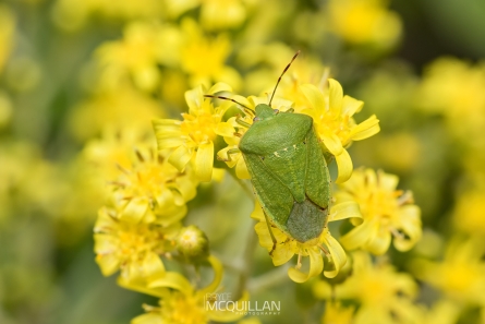 BNM-W233323E | Green Vegetable Bug (Nezara viridula)