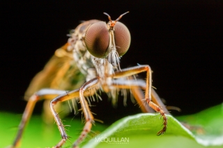 Asilidae | Robberflies