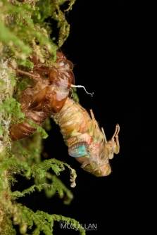 BNM-N14559 | Cicada sheeding