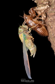 BNM-N18398 | Cicada shedding