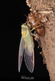 BNM-N18400 | Cicada shedding