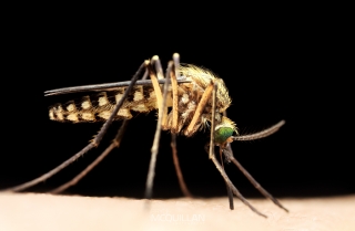 Culicidae | Mosquitos