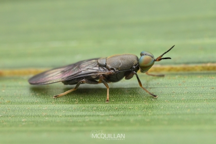 BNM-W233635E2 | Dysbiota peregrina