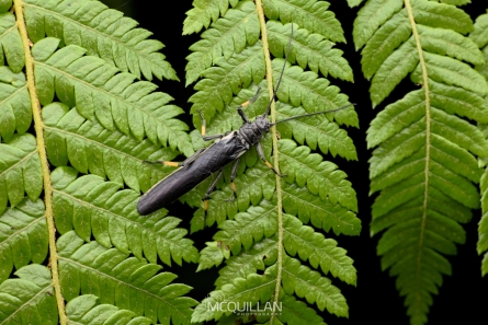 Black Stonefly | Austroperla cyrene