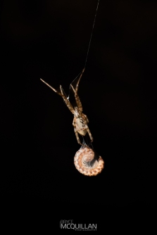 Female Episinus sp - with prey