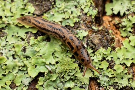 BNM_W01028E | Leopard slug (Limax maximus)