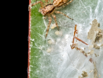 IMG_0036E | Female Helpis minitabunda - with eggs