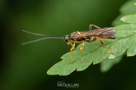 IMG_9505E | Ichneumonid Wasp