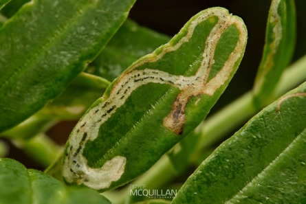 BNM-N01090E | Kaka Beak Leafminer | Liriomyza clianthi