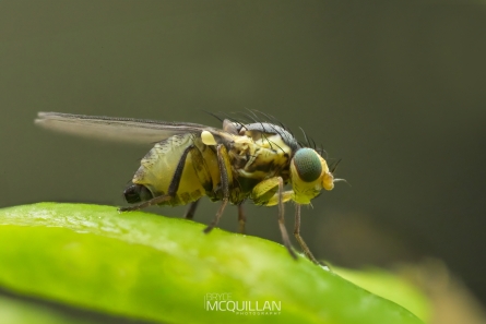 BNM-N01106E | Kaka Beak Leafminer | Liriomyza clianthi