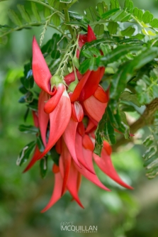 IMG_6461E | Kakabeak | Clianthus maximus