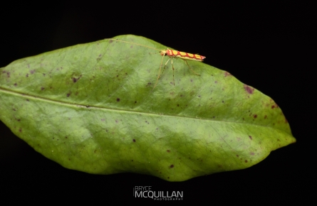 Macarostola miniella