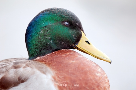 DSC_5878E | Mallard ducks | Rakiraki