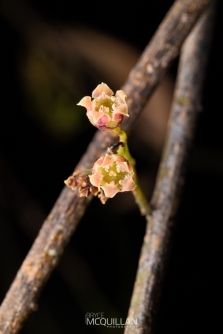 BNM-W233447E | Mida salicifolia