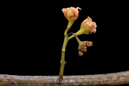 BNM-W233455E | Mida salicifolia