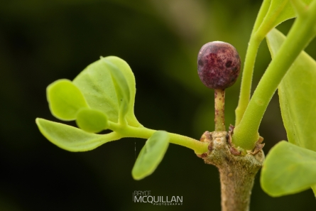 Mistletoe | Tupeia antartica - fruit