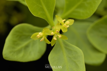 Male Mistletoe | Tupeia antartica