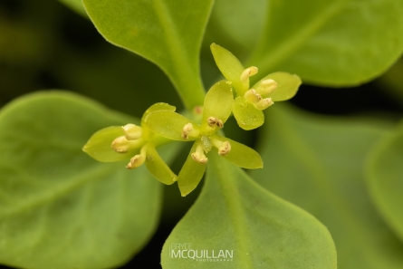 Male Mistletoe | Tupeia antartica