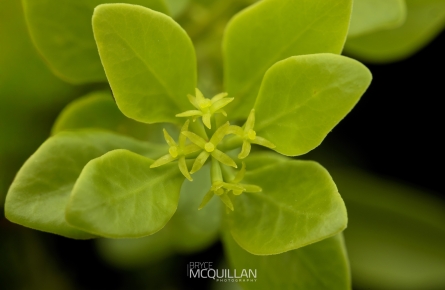 Mistletoe | Tupeia antartica