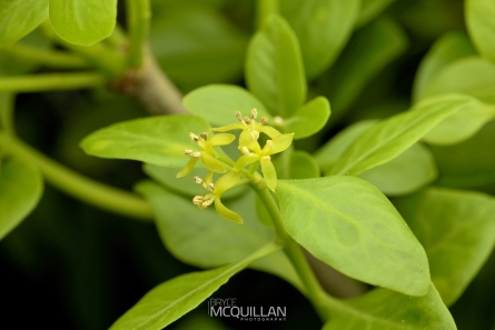 Mistletoe | Tupeia antartica