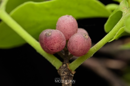 Mistletoe | Tupeia antartica - fruit