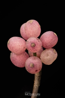 Mistletoe | Tupeia antartica - fruit