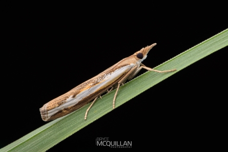 BNM-W233512E | Common Grass Moth (Orocrambus flexuosellus)