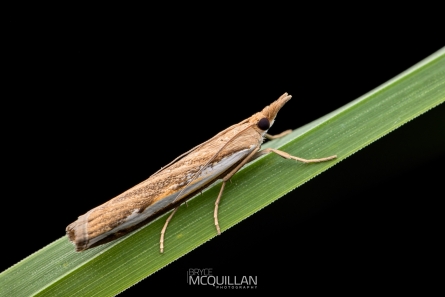 BNM-W233513E | Common Grass Moth (Orocrambus flexuosellus)