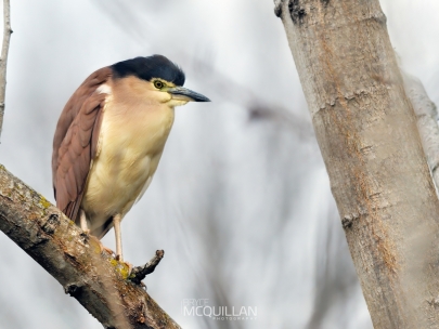 DSC_6216E | Nankeen night heron | Umu kōtuku