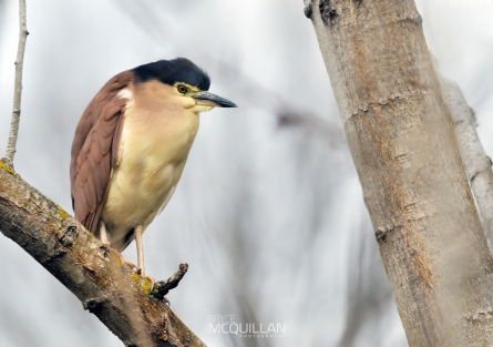 DSC_6216E | Nankeen night heron | Umu kōtuku