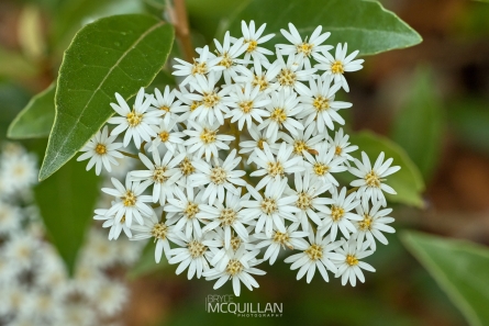 BNM-W230427E | Olearia cheesemanii