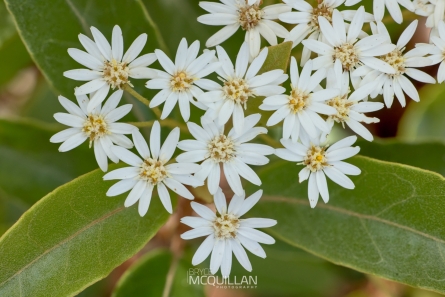 BNM-W233228E | Olearia cheesemanii