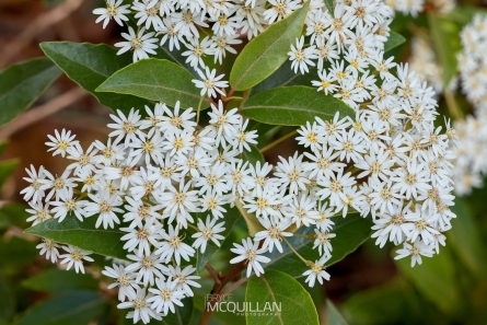 BNM-W233254E | Olearia cheesemanii