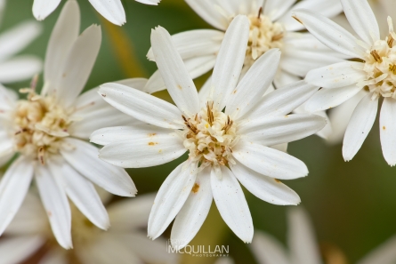 BNM-W233293E | Olearia cheesemanii