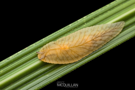 Leaf veined slug