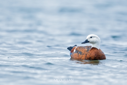 IMG_9102W | Female Paradise shelduck | Pūtangitangi