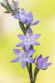 Thelymitra pauciflora