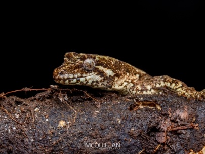 IMG_0158E | Mokopirirakau granulatus \ Forest Gecko