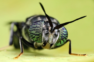 Stratiomyidae | Soldier Flies