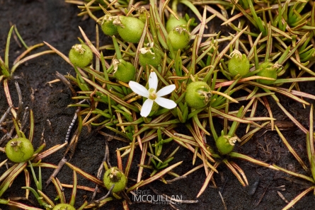 BNM-N00386 | Stylidium subulatum