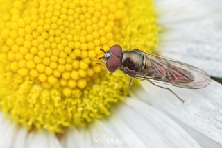 Syrphidae | Hoverflies