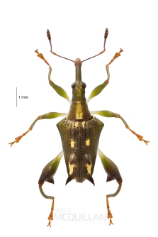 BNM-D239234E-BNM-D239234E-BNM-D239234E-Amylopterus-prasinus-Curculionidae