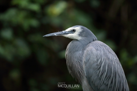 DPP_46482E | White-faced heron | Matuku moana