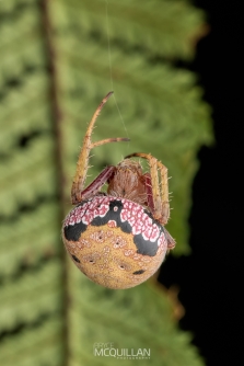 BNM-N18346 | Female Zealaraea trinotata