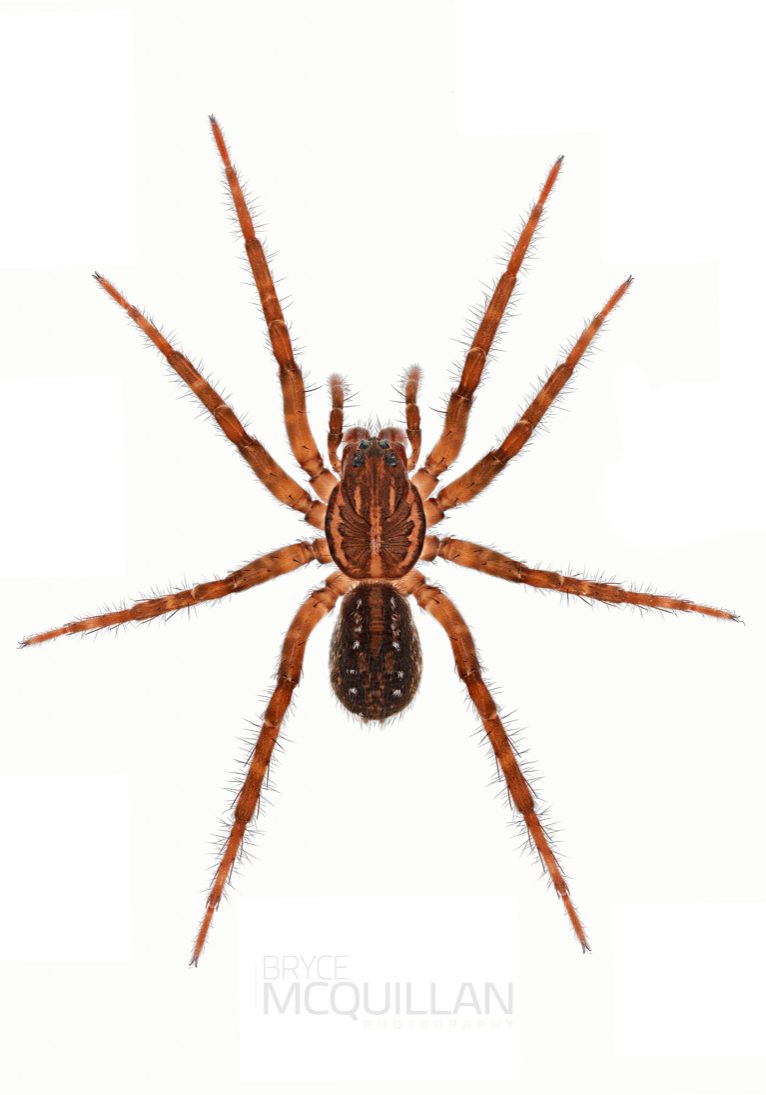 ♀ Allotrochosina schauinslandi