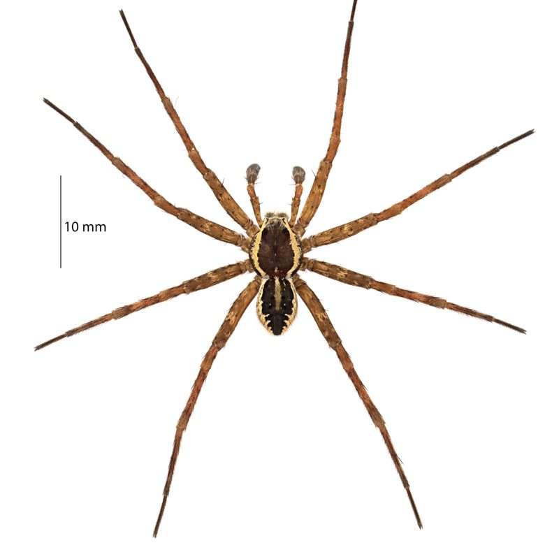 ♂ Dolomedes dondalei